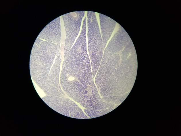 Pancreas Slides - Pancreas 003 40X